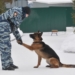 В Омске полицейская овчарка Руис помогла вернуть 8-летней девочке телефон Фото: vk.com/55mvd