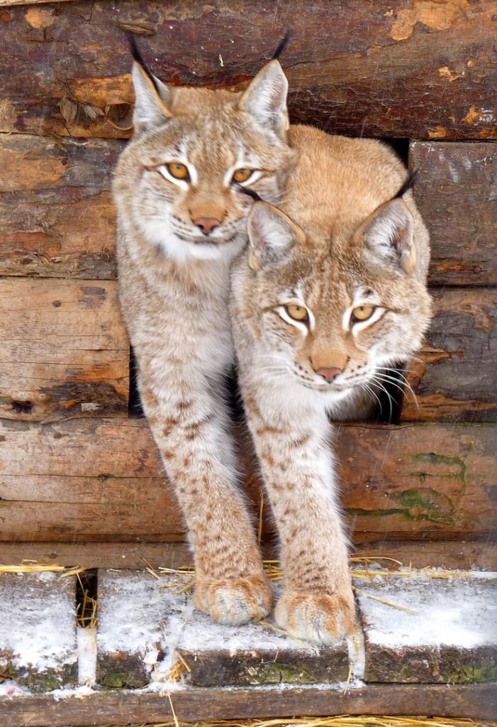 12 фото из омского зоопарка, которые заставят вас улыбнуться и смеяться в голос