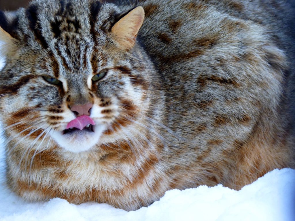 12 фото из омского зоопарка, которые заставят вас улыбнуться и смеяться в голос
