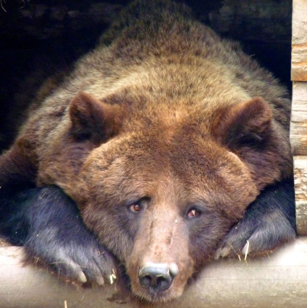 12 фото из омского зоопарка, которые заставят вас улыбнуться и смеяться в голос