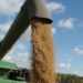 Омичи создали твёрдую пшеницу для макарон, которая заменит итальянские сорта Фото предоставили в региональной администрации