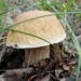 Фото: https://vk.com/omskmushroom