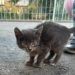 В Калачинске двое подростков играли живым котом в футбол Фото: Ксения Угланова