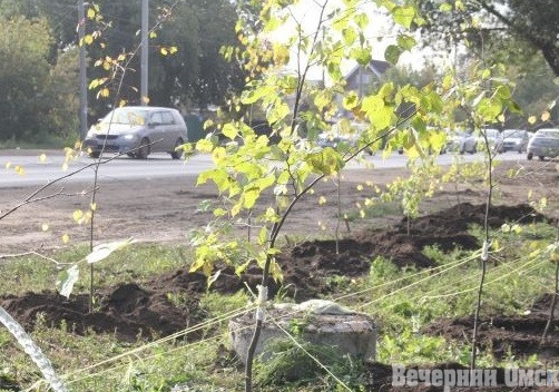 Пять омских питомников незаконно торговали саженцами Фото: Владимир Казионов