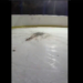 Фото: скриншот видео из паблика vk.com/omsk_live