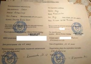 Липовые родословные и несуществующие выставки. Как на чужой доверчивости богатеют зооаферисты в Омске