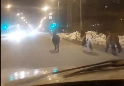 В центре города на дороге омичи заметили двух пони и осла (ФОТО)