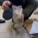 В Омске поймали наркокурьера с 2 килограммами синтетики (ВИДЕО) Фото: Пресс-служба УМВД по Омской области