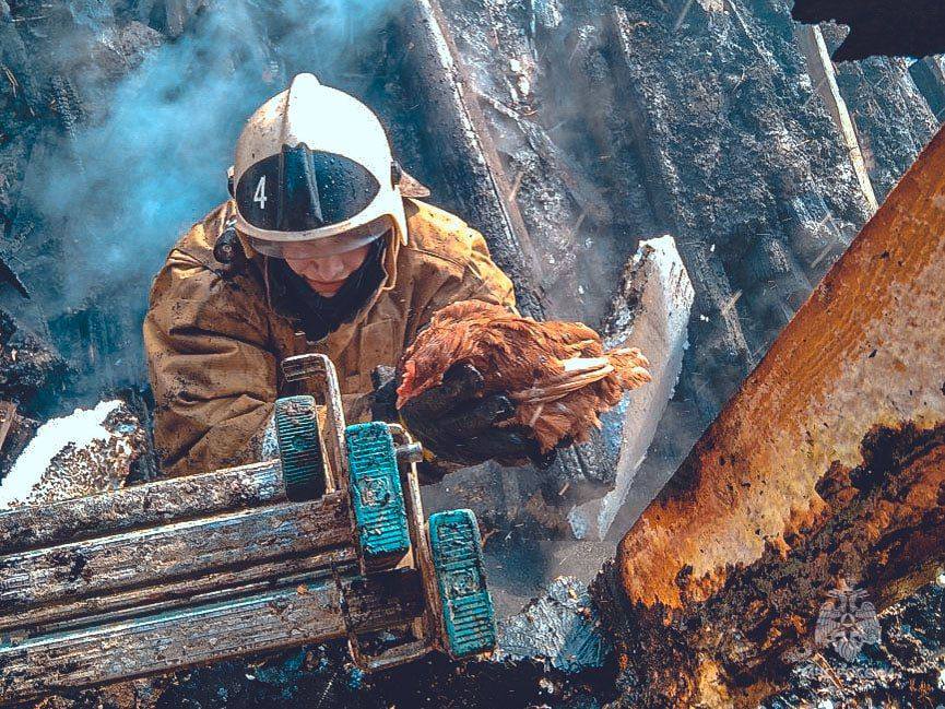 Кролики, ежики и курочка из Омской области: спасатели показали фотографии спасенных животных Фото: ГУ МЧС России