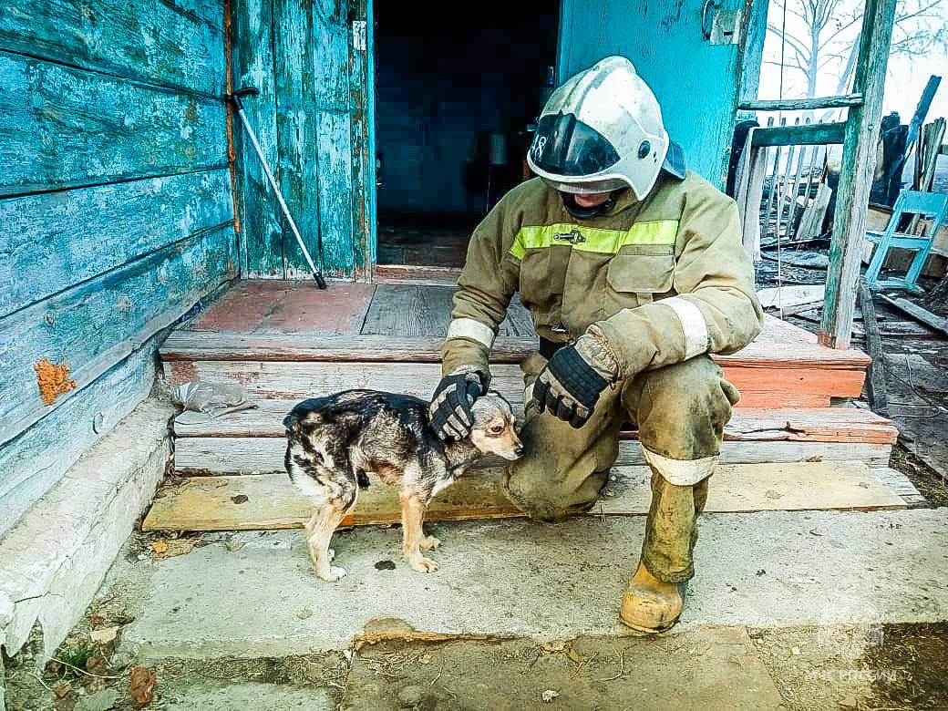 Кролики, ежики и курочка из Омской области: спасатели показали фотографии спасенных животных
