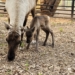 В Большереченском зоопарке снова пополнение Фото: vk.com/bol_zoo