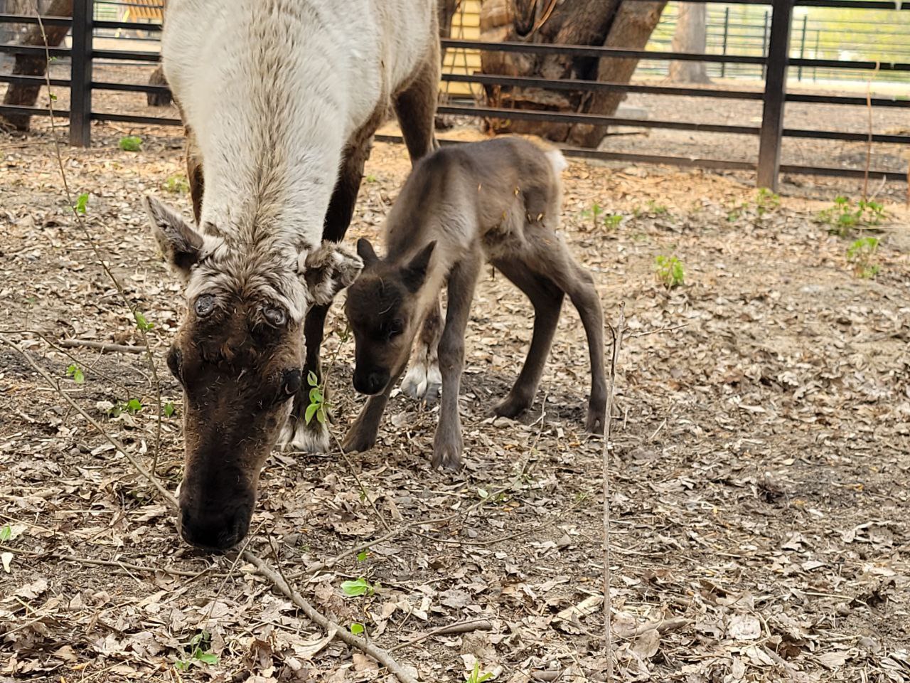 В Большереченском зоопарке снова пополнение Фото: vk.com/bol_zoo