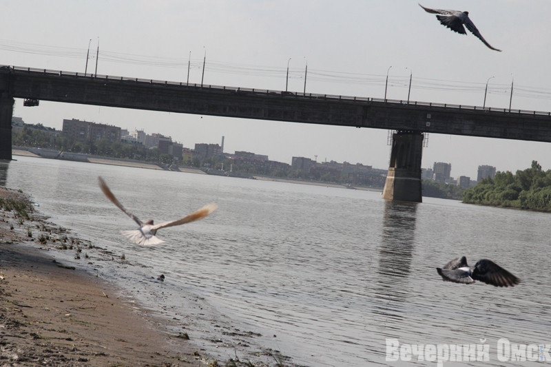 Роспотребнадзор: вода на омских пляжах непригодна для купания Фото: Владимир Казионов