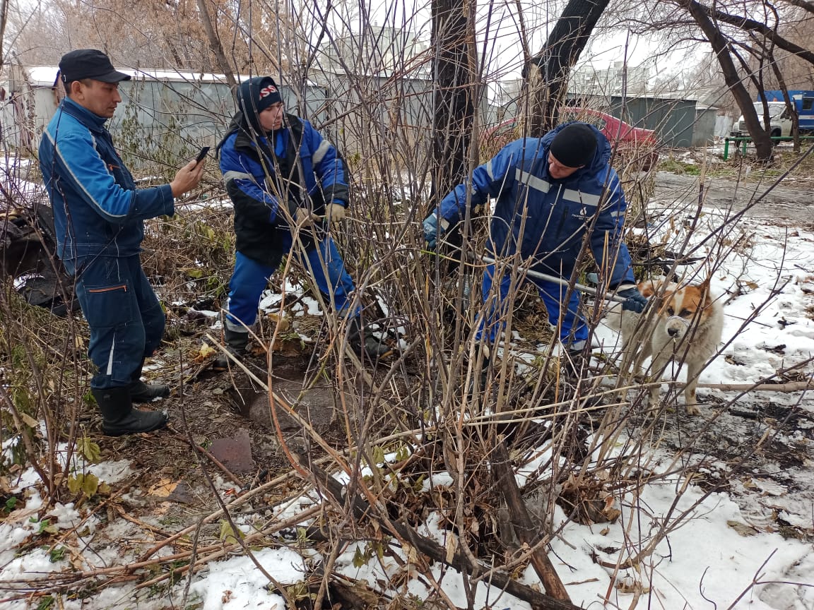 Неравнодушные омичи спасли упавшую в колодец собаку