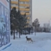 В областном минприроды рассказали, что делать омичам, обнаружившим в городе косулю Скриншот видео из паблика "аварийный Омск" в соцсети "ВКонтакте"