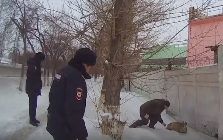 Нашествие косуль и омский кадр в «Слове пацана»: 10 главных событий недели