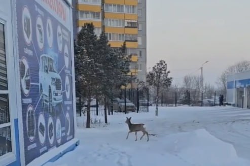 В минприроды рассказали, когда омичи перестанут встречать косуль в городе В минприроды рассказали, когда омичи перестанут встречать косуль в городе
