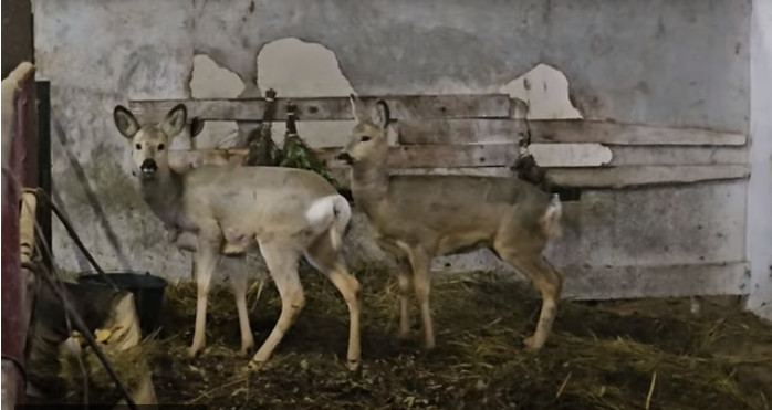 Омский фермер поселил у себя спасённую из забора косулю Фото: скриншот видео канала "Животные приюта Омские хвостики"