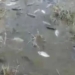 Фото: скриншот видео