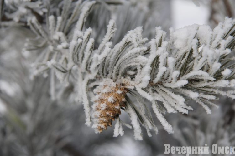 Морозы до -22 градусов придут в Омск в начале декабря Фото: Владимир Казионов