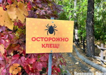 В Омской области закупят 60 тысяч прививок от клещевого энцефалита Фото: Ксения Угланова