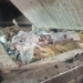 Россельхознадзор изъял тонну продуктов из магазинов "Светофор" из-за нарушений ветеринарного законодательства Фото: Управление Россельхознадзора по Омской области