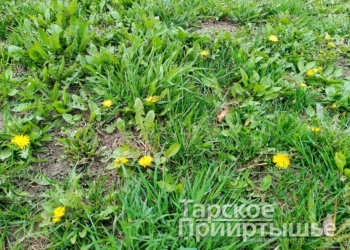 Фото предоставлено газетой  "Тарское Прииртышье"