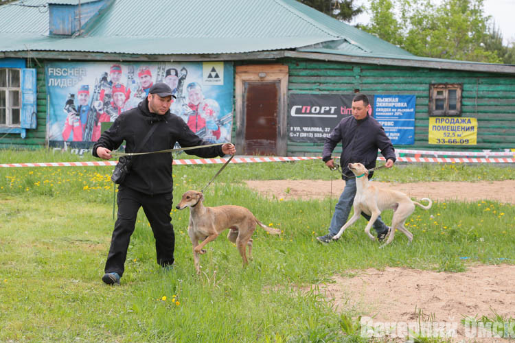 Не только борзые и легавые, но и эпаньоль и выжла. Такие породы были представлены на областной выставке охотничьих собак