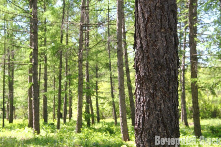 В лесах под Омском появились грибы коровники, они же свинушки Фото: Владимир Казионов
