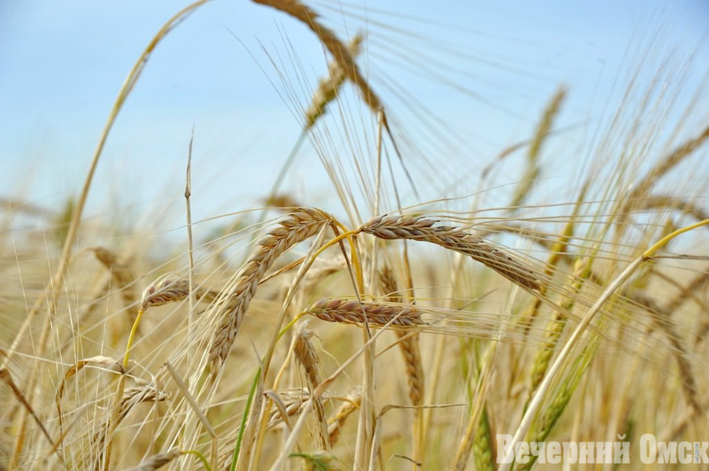 В Омской области создали интернет-маркетплейс для торговли сельхозпродукцией Фото: Сергей Сапоцкий