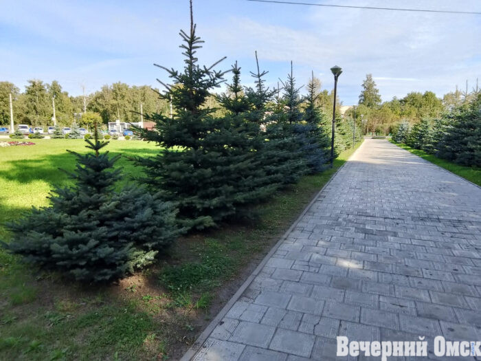 Омские елочки ждут «парикмахера»