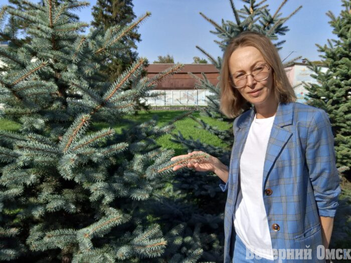 Омские елочки ждут «парикмахера»