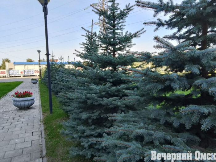 Омские елочки ждут «парикмахера»