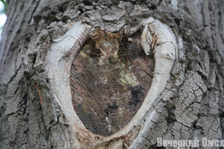 Древесная парочка, тополь в юбке и белки-садоводы: рассказываем, что удивляет в дендросаде Гензе