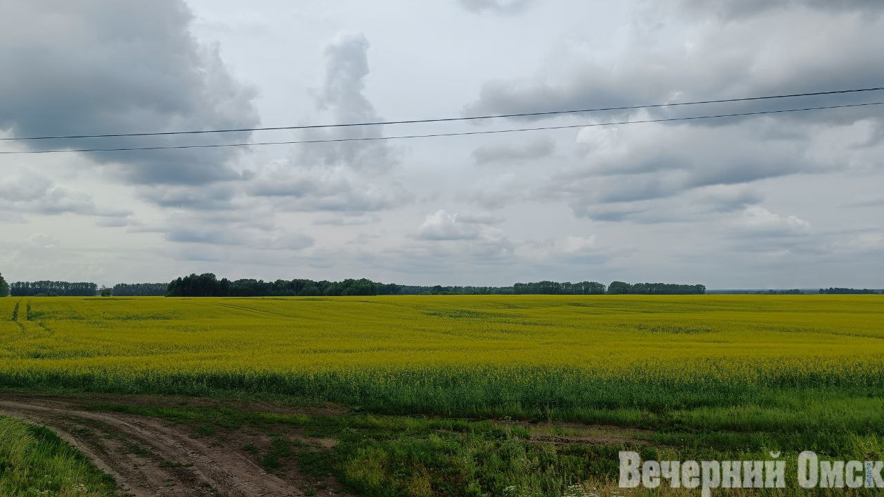 В Омске определили механизм возмещения убытков фермерам в условиях ЧС Фото: Татьяна Попова