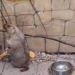 Фото: Омский зоопарк
