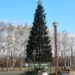 В «Птичьей гавани» начали устанавливать новогоднюю елку Фото: минприроды