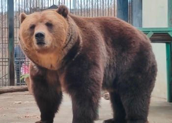 Фото: Большереченский зоопарк