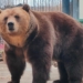 В Большереченском зоопарке 9 мая медведей накормят яблоками и проведут конкурс Фото: Большереченский зоопарк