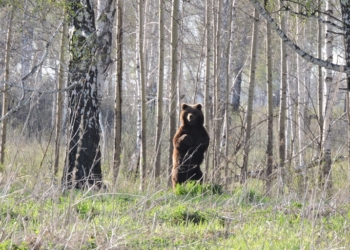 Фото: vk.com/upr_zhivmir