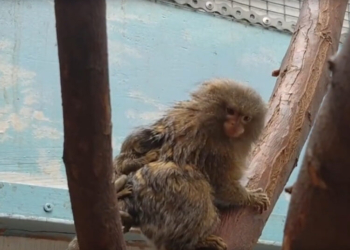 Фото: скрин видео vk.com/zoopark_omck