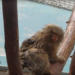 Фото: скрин видео vk.com/zoopark_omck