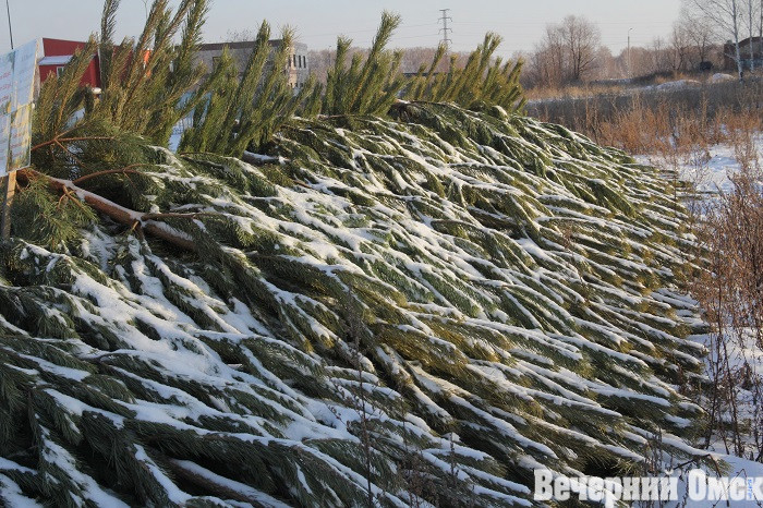 Сергей Шелест рассказал о будущих ёлочных базарах Фото: Владимир Казионов