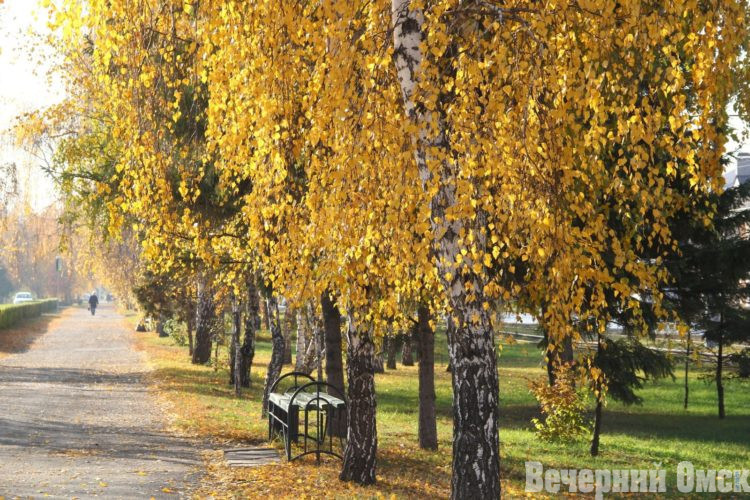 Предстоящие выходные в Омске будут тёплыми Фото: Владимир Казионов